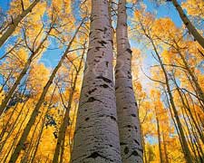 aspen tree