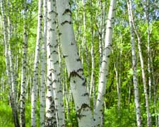 birch tree