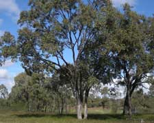 eucalyptus tree