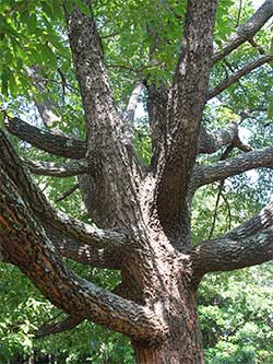 oak