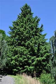 western hemlock